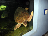 ac_aquarium_06_11