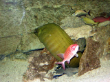 ac_aquarium_06_3