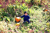 pumpkin_pick_7.jpg