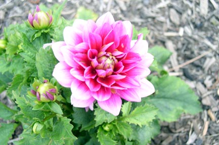 backyard_flowers_06_3