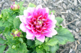 backyard_flowers_06_3